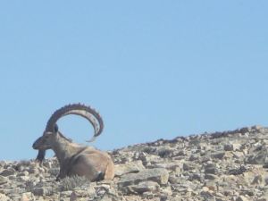 desert - mitzpe ramon